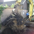 Boomstronk verwijderen Bestrating herstellen ABN Heeze.